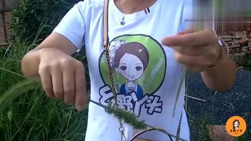 老公爆料秋子视频,真相背后引人深思